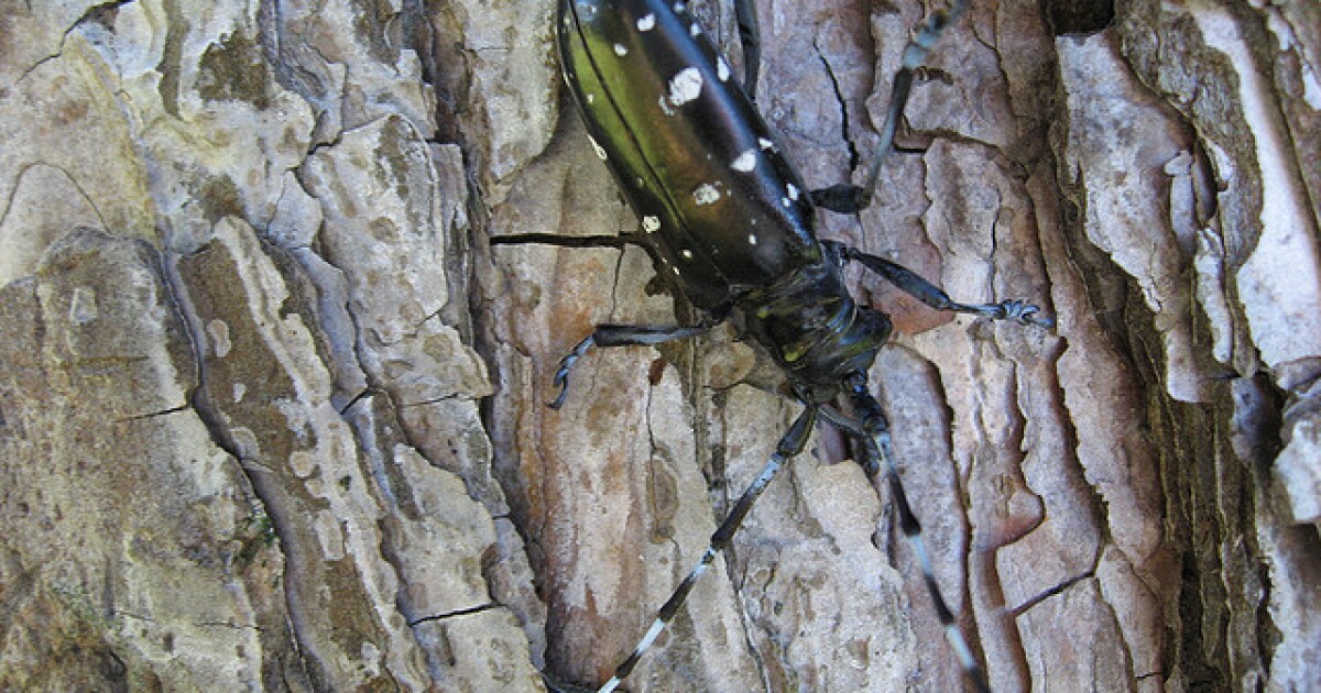 Asian long horned beetle worcester mass